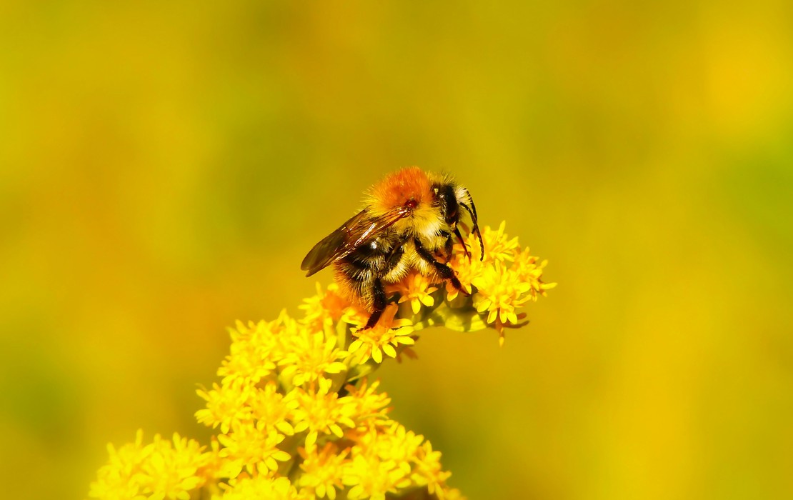 Bee Species Distribution Modelling